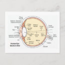 Recherche de oeil humain posters Anatomique