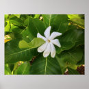 Recherche de jasmin posters Blanc