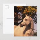 Recherche de headshot cartes postales Horse