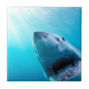 Recherche de requin carreaux Grand requin blanc