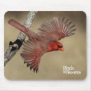 Recherche de diriger tapis souris Observation d'oiseau