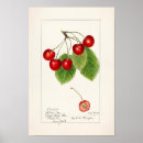 Recherche de cherry fruit posters Cherries