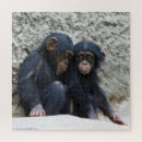 Recherche de chimpanzé puzzles Primate