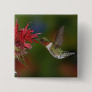 Recherche de colibri badges Vol