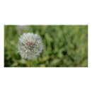 Recherche de pissenlit posters Prairie