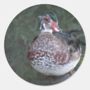 Recherche de étang de canard autocollants Oiseau
