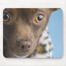 Recherche de velu tapis souris Chien