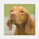 Recherche de chien de vizsla magnets Mignon