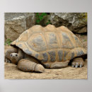 Recherche de tortue posters Exotique
