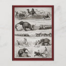 Recherche de divertissement cartes postales Cheval