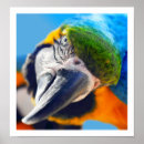 Recherche de oiseau curieux art Perroquet