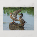 Recherche de caneton cartes postales Colvert