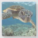 Recherche de tortue dessous de verres Animal