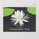 Recherche de lilypad cartes postales Lièvre