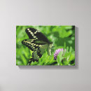 Recherche de papillon de machaon art Photographie de nature