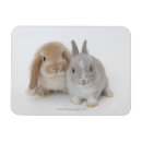Recherche de nain magnets Nature