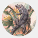 Recherche de iguanes autocollants Lézards