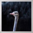 Recherche de autruche drôle art Zoo