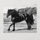Recherche de amants de cheval cartes postales Chevaux