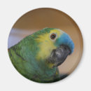 Recherche de amazone magnets Faune