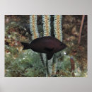 Recherche de fond marin posters Corail