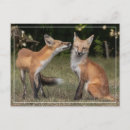 Recherche de odeurs cartes postales Faune