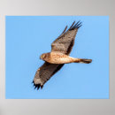 Recherche de faucon de harris posters Animal