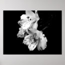 Recherche de black white posters Nature