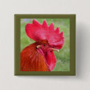 Recherche de coq rouge badges Poulet