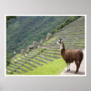 Recherche de inca posters Llama