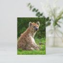 Recherche de hyennas cartes postales Sauvage