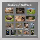 Recherche de kangourou australie posters Nature