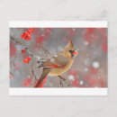 Recherche de cardinal féminin Hiver