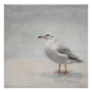 Recherche de oiseau de mer posters Nature