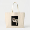 Recherche de lynx sacs Chats