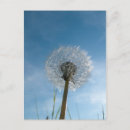 Recherche de macro cartes postales Sauvage