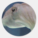 Recherche de poulpe photographie Mer