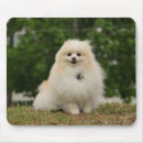 Recherche de chien pomeranian tapis souris Spitz nain