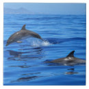 Recherche de dauphins carreaux Faune