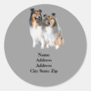 Recherche de shetland autocollants Collie miniature
