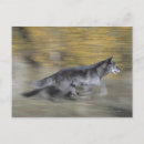 Recherche de poursuite cartes postales Horizontal