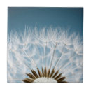 Recherche de pissenlit carreaux Jardin