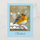 Recherche de oiseaux dans la neige cartes postales Bleu