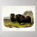 Recherche de muskox posters Ovibos moschatus