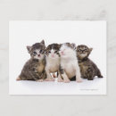 Recherche de chat japonais cartes postales Félin