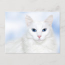 Recherche de angora cartes postales Animal