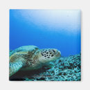 Recherche de tortue de mer magnets Sous marin