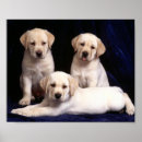 Recherche de marionnettes posters Chiens