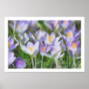 Recherche de crocus de ressort Fleurs pourpres