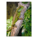 Recherche de dragon vert posters Lézard